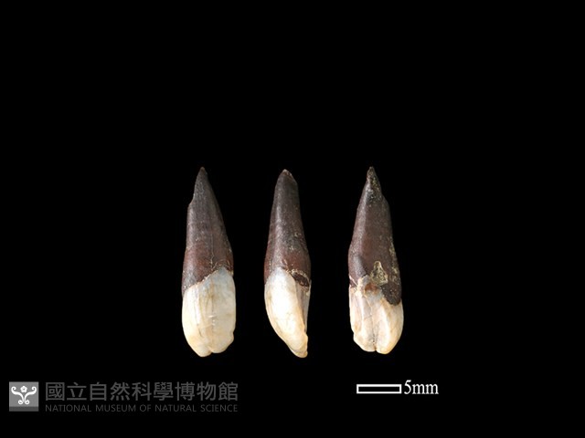 豬骨藏品圖，第1張