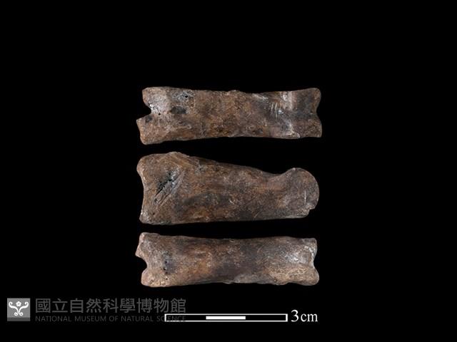 梅花鹿骨藏品圖，第1張