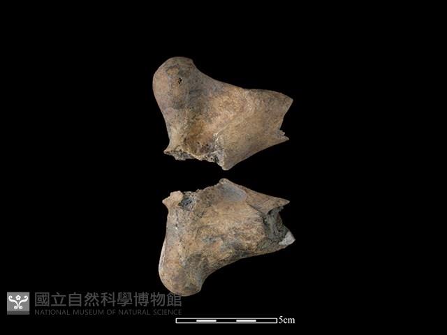 梅花鹿骨藏品圖，第1張