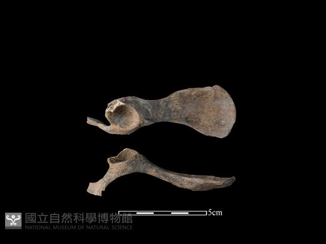 狗骨藏品圖，第1張