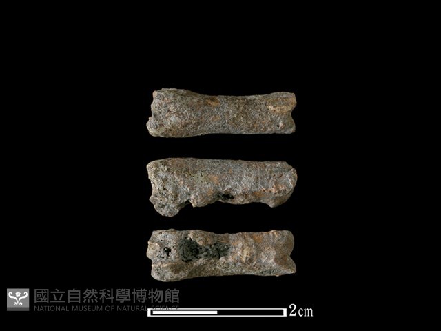 山羌骨藏品圖，第1張