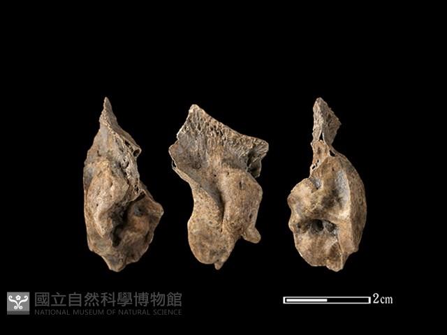 梅花鹿骨藏品圖，第1張