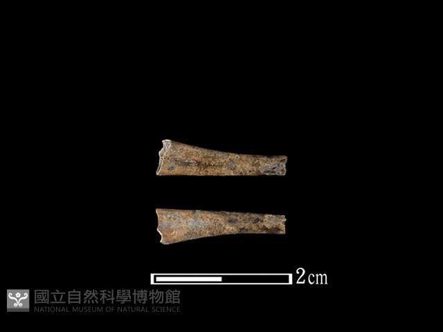 蛙骨藏品圖，第1張