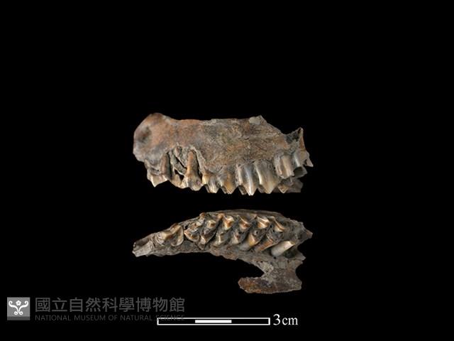 Accession Number:CSCSNS-2019-AB0133 Collection Image