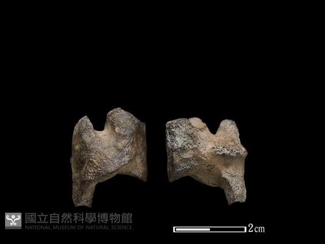 豬骨藏品圖，第1張