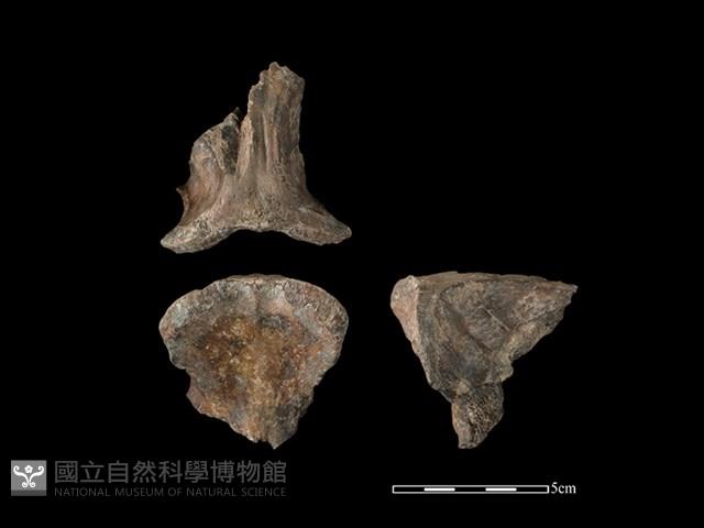 豬骨藏品圖，第1張