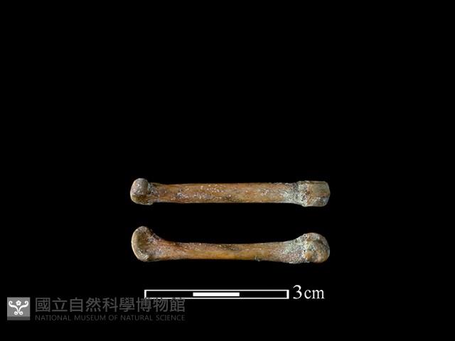 狗骨藏品圖，第1張