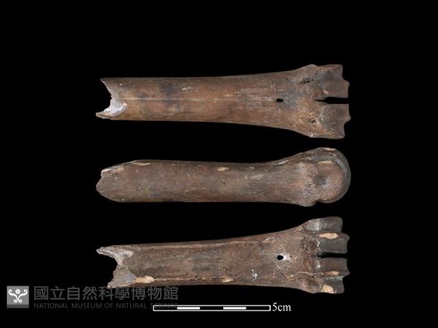 梅花鹿骨藏品圖，第1張