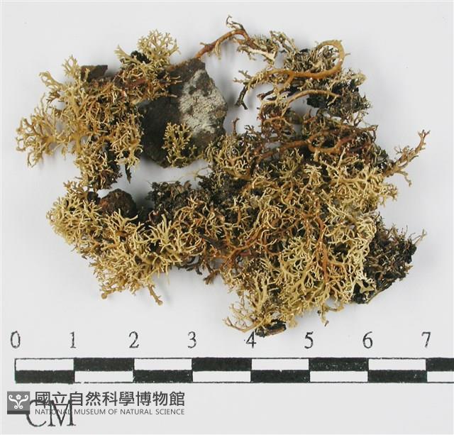 登錄號:L00000482藏品圖，第1張