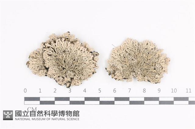 登錄號:L00001482藏品圖，第1張