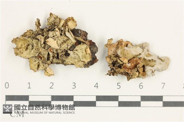 登錄號:L00002382藏品圖，第1張
