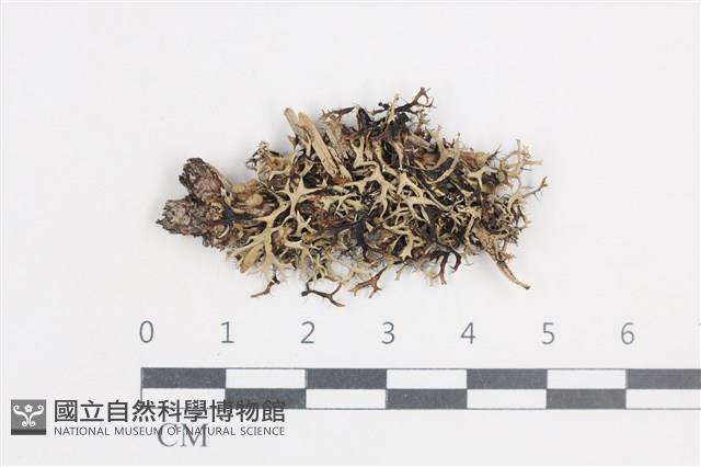 登錄號:L00001382藏品圖，第1張