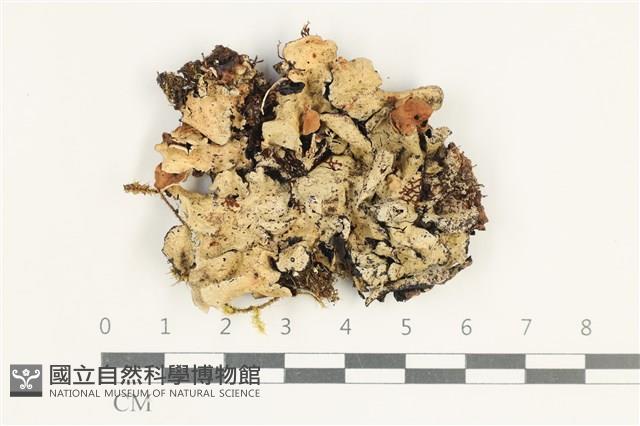 登錄號:L00003382藏品圖，第1張