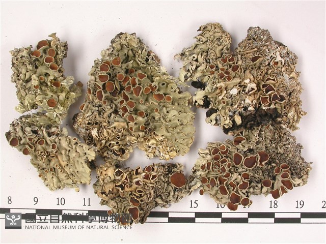登錄號:L00002502藏品圖，第1張