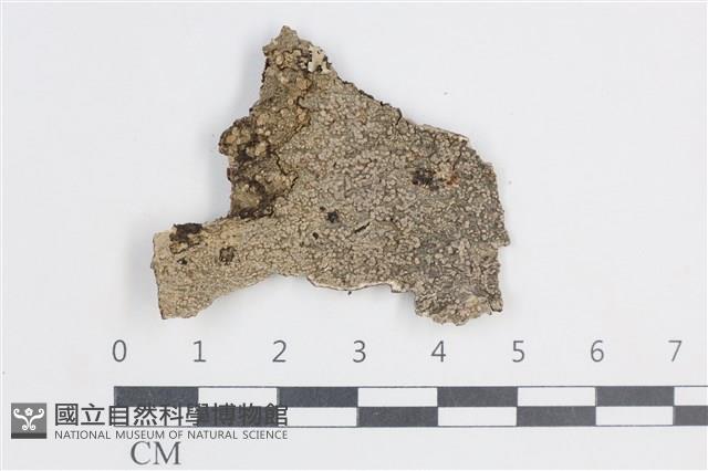 登錄號:L00004402藏品圖，第1張