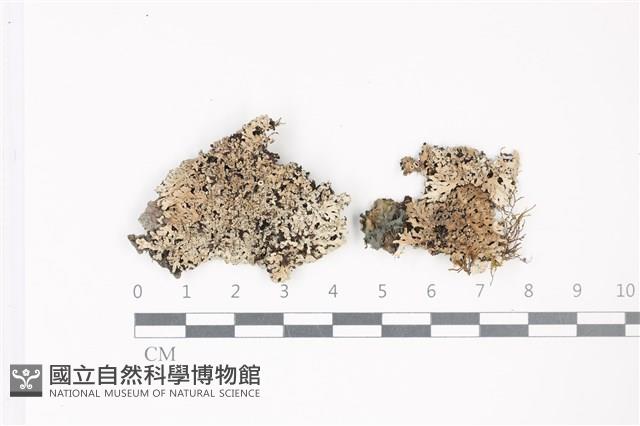 登錄號:L00002302藏品圖，第1張