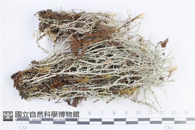 登錄號:L00004302藏品圖，第1張