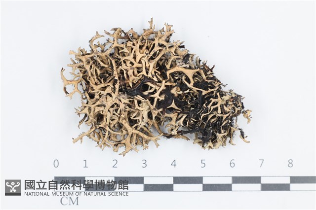 登錄號:L00002662藏品圖，第1張
