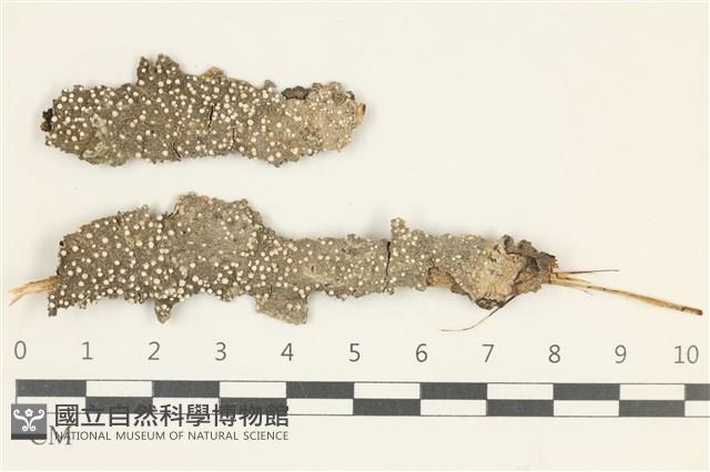 登錄號:L00001262藏品圖，第1張