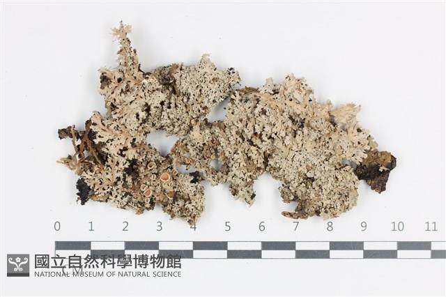 登錄號:L00002562藏品圖，第1張