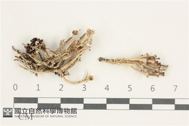 登錄號:L00000562藏品圖，第1張