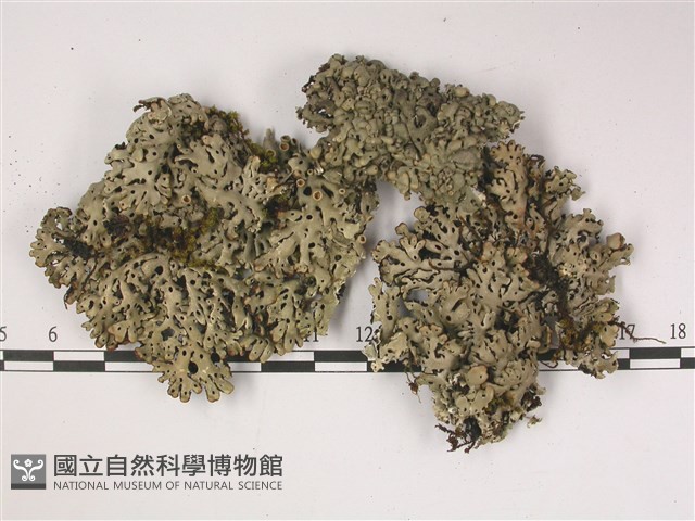 登錄號:L00002462藏品圖，第1張