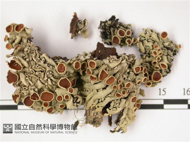 登錄號:L00001362藏品圖，第1張