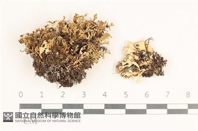 登錄號:L00003362藏品圖，第1張