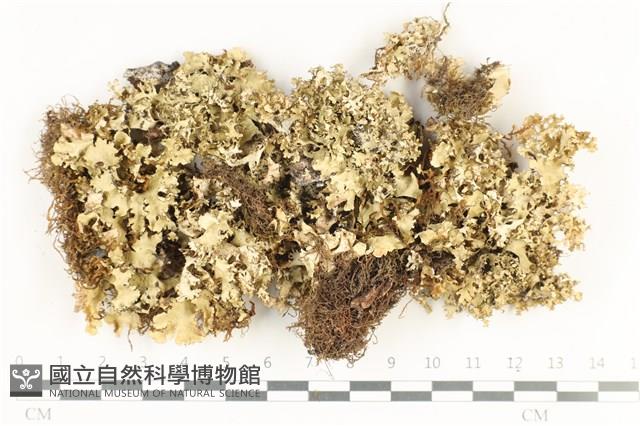 登錄號:L00004362藏品圖，第1張