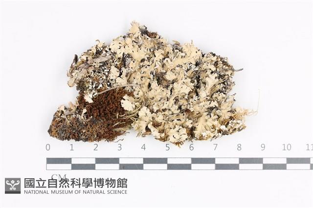 日本雪花衣藏品圖，第1張