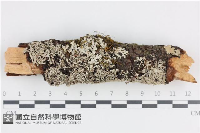登錄號:L00002612藏品圖，第1張