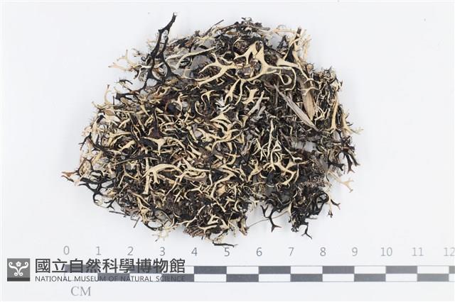 登錄號:L00001612藏品圖，第1張