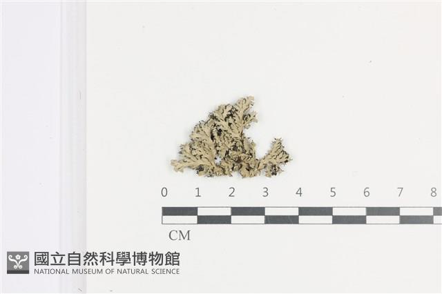 登錄號:L00002642藏品圖，第1張