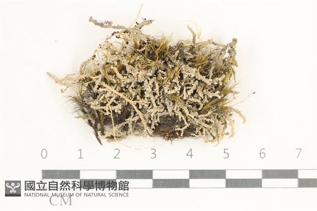 登錄號:L00000642藏品圖，第1張