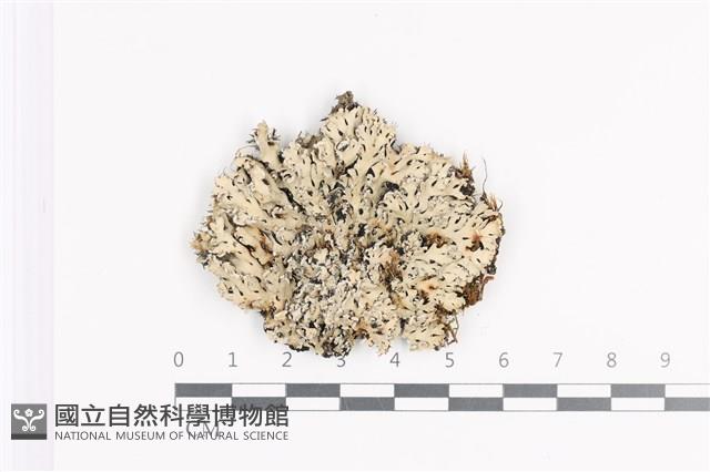 登錄號:L00002242藏品圖，第1張