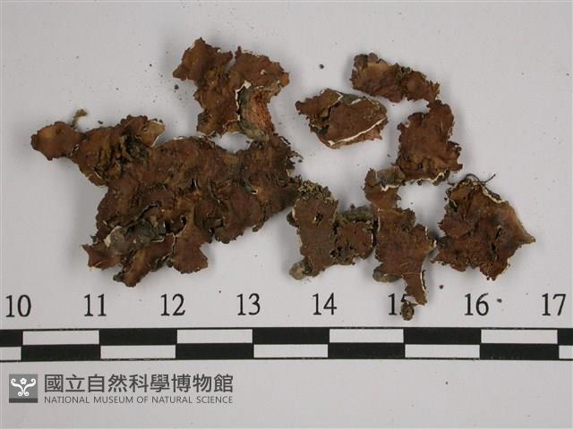 厚兜衣藏品圖，第1張