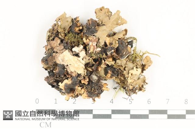 登錄號:L00001142藏品圖，第1張