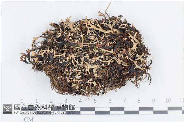登錄號:L00002442藏品圖，第1張