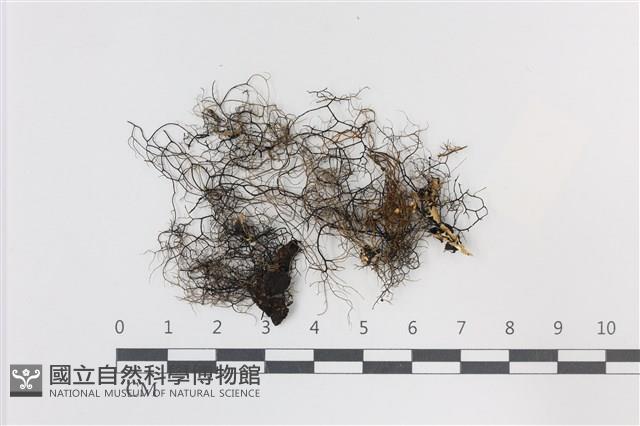 登錄號:L00001442藏品圖，第1張