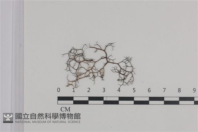 登錄號:L00004342藏品圖，第1張
