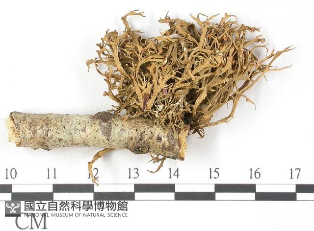 登錄號:L00002742藏品圖，第1張