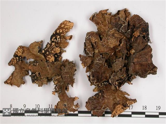 黑川氏兜衣藏品圖，第1張