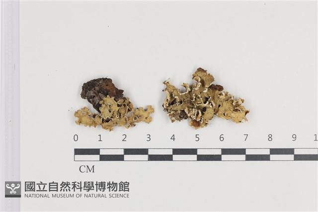 登錄號:L00005222藏品圖，第1張