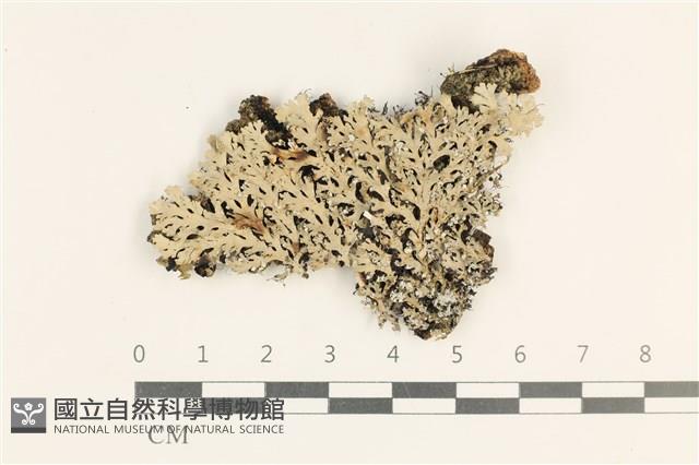 登錄號:L00003122藏品圖，第1張