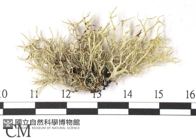 登錄號:L00002522藏品圖，第1張