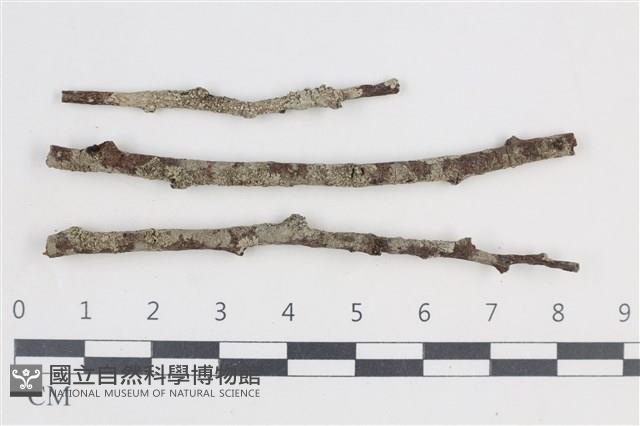 登錄號:L00003422藏品圖，第1張