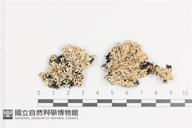 登錄號:L00002672藏品圖，第1張