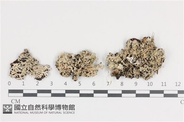 扇形雪花衣藏品圖，第1張