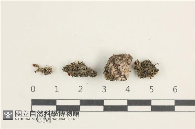 登錄號:L00001172藏品圖，第1張