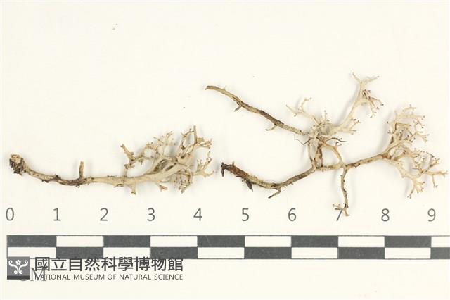 登錄號:L00000572藏品圖，第1張